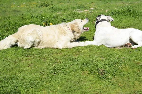 Golden retriever cão — Fotografia de Stock