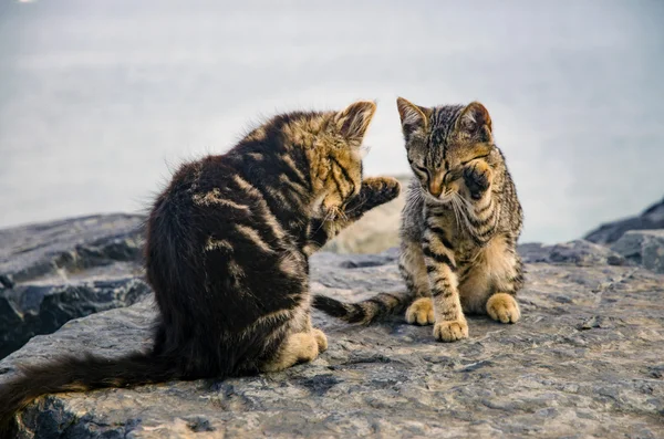 Gatos, gatinhos bonitos nas rochas da praia . — Fotografia de Stock