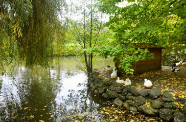 Sonbahar sahne sarı, ördekler söğüt ağacının altında.