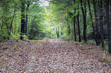 Ağaçlar üzerinde sarı, turuncu ve kırmızı yaprakları ile sonbahar sahne.