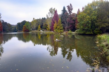 Ağaçlar üzerinde sarı, turuncu ve kırmızı yaprakları ile sonbahar sahne.
