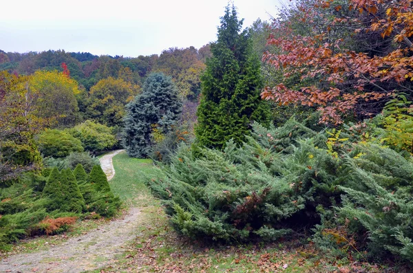 Scène automnale avec des feuilles jaunes, orange et rouges sur les arbres . — Photo