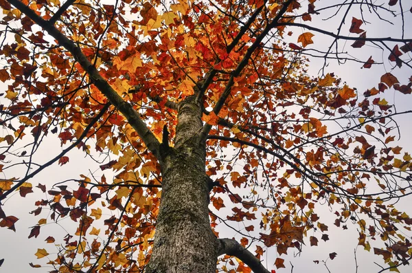 Scena autunnale con foglie gialle, arancioni e rosse sugli alberi . — Foto Stock