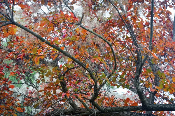 Escena otoñal, hojas anaranjadas y rojas en los árboles, árbol interesante — Foto de Stock