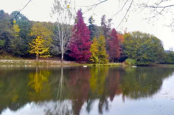 Осенние деревья вокруг озера. Осенние деревья, отраженные в озере . — стоковое фото