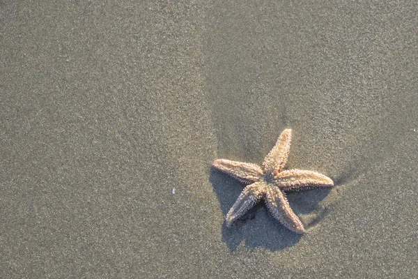 海岸砂浜の表面。自然環境にヒトデ — ストック写真