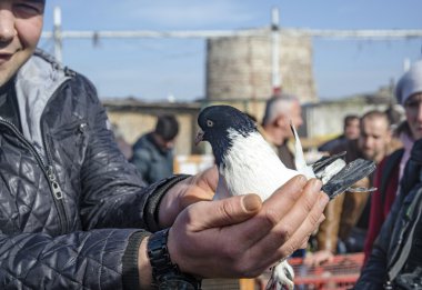Istanbul'da açık kuş pazarı
