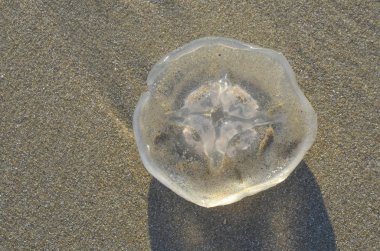 Sahil plaj kum yüzeyi, denizanası doğal ortamda.