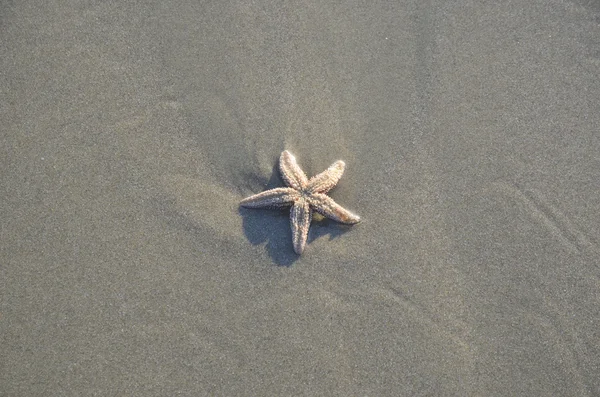 Küste Strand Sandoberfläche. Seesterne in der natürlichen Umgebung — Stockfoto