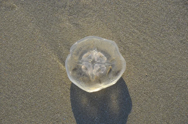 Coast beach sand surface, Jellyfish in the natural environment. — Stock Photo, Image
