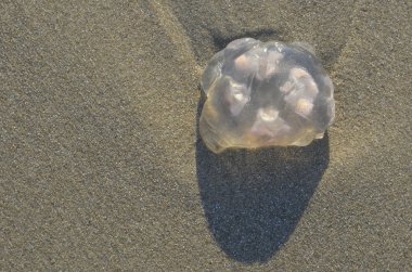 Sahil plaj kum yüzeyi, denizanası doğal ortamda.