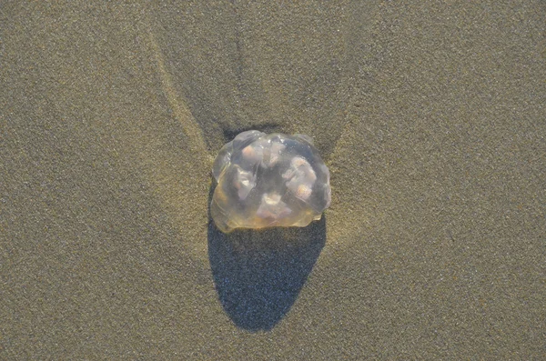 海岸沙滩砂面, 水母在自然环境中. — 图库照片