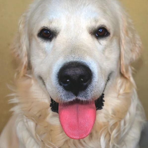 Gouden Retriever portret — Stockfoto