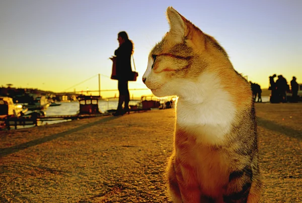 Pôr do sol na praia gatos e humanos — Fotografia de Stock