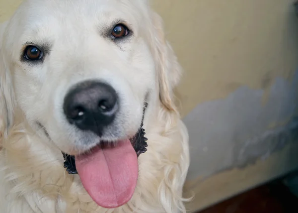 Smiling hond Gouden Retriever — Stockfoto