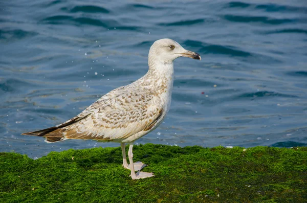 Seagulls on a mossy rock — Stock Photo, Image