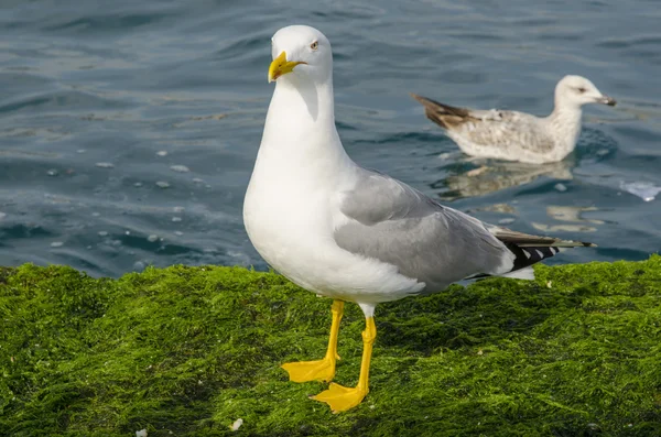 Желтоногая чайка (Larus cachinnans ) — стоковое фото