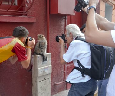 Fotoğrafçılar kedi modeli çalışmada ilgilendi