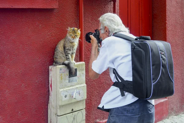 Fotógrafos estão interessados no estudo do modelo de gato — Fotografia de Stock