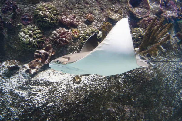 Рэй плавает в аквариуме — стоковое фото