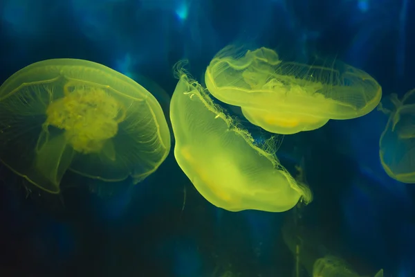 Moon sea jellies — Stock Photo, Image