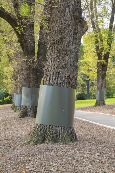 Gardes pour la protection des arbres — Photo