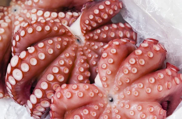 Octopus in a fresh market — Stock Photo, Image