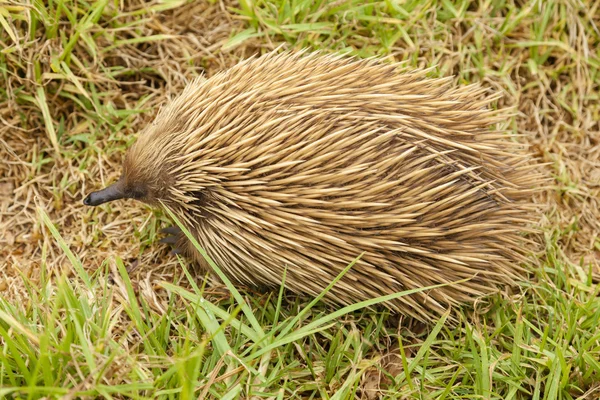 Echidna in the bush — Stock Photo, Image