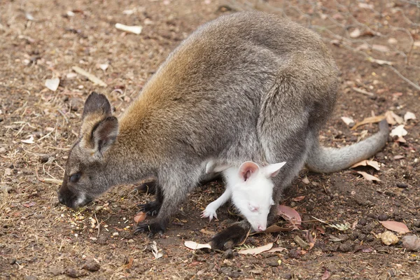 Kangaroo and joey — Stock Photo, Image