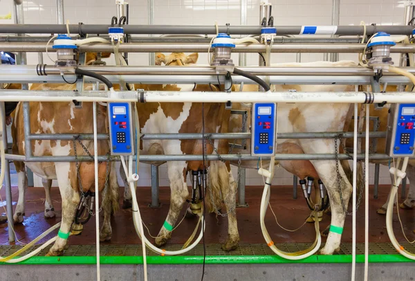 Instalação de ordenha de vacas em uma fazenda moderna — Fotografia de Stock