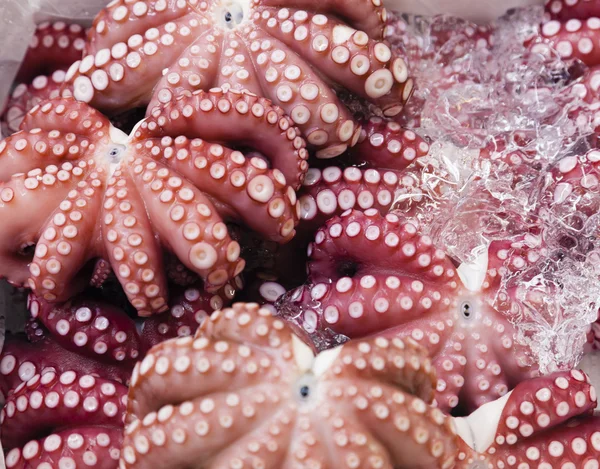 Octopus in a fresh market — Stock Photo, Image