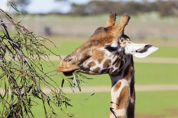Girafa atingindo alta para comer folhas — Fotografia de Stock