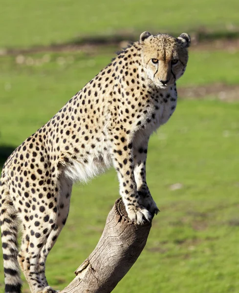 Cheetah searching for prey — Stock Photo, Image