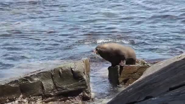 海岸の岩の間で移動シールのクローズ アップ ビュー — ストック動画
