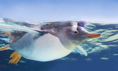 Gentoo penguin swimming underwater clipart