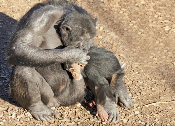 Chimpazee anne ve bebek — Stok fotoğraf