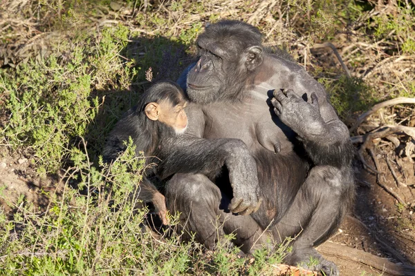 Chimpazee anne ve bebek — Stok fotoğraf