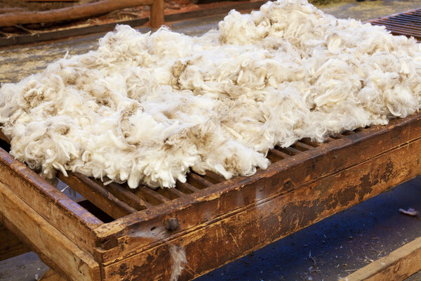 Fresh sheared wool