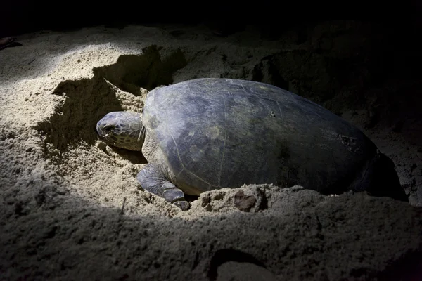 Green turtle laying eggs on beach at night — Stock Photo, Image