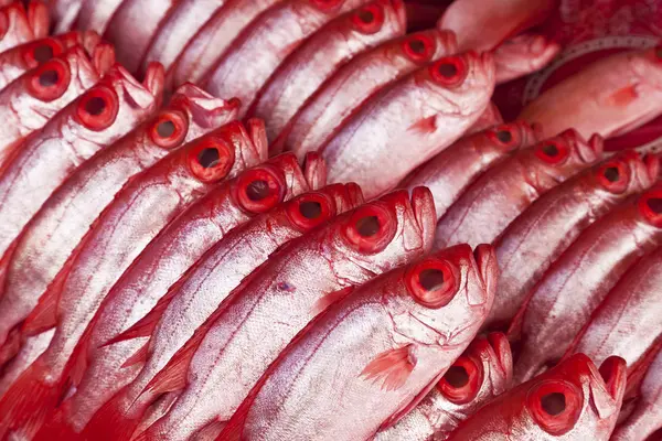 Grupo de peixes Kapok, olho grande — Fotografia de Stock