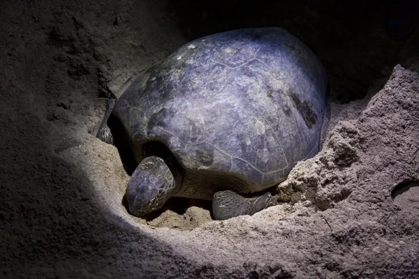 Green turtle laying eggs on beach at night — Stock Photo, Image