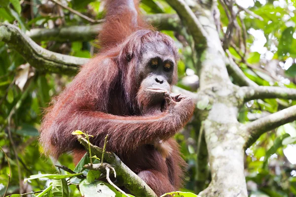 Orangutan myślenia na drzewie — Zdjęcie stockowe