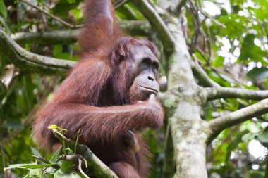 Orangutan düşünme bir ağaç üzerinde
