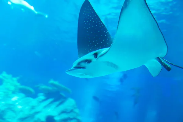 Bir akvaryum içinde yüzme Ray — Stok fotoğraf