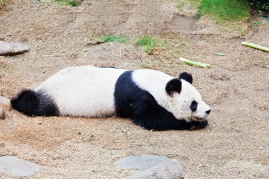 Kestiriyor panda