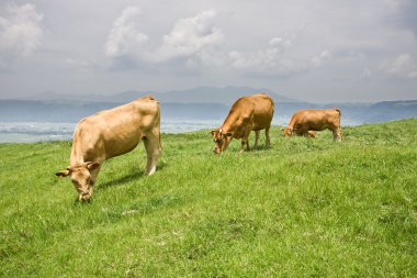 Shorthorn sığır çim besleme
