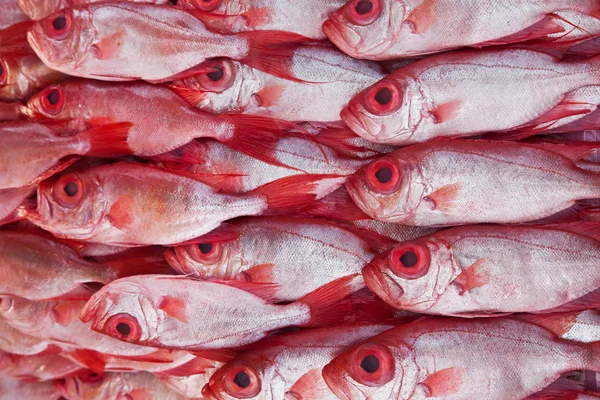 Grupo de peixes Kapok, olho grande — Fotografia de Stock