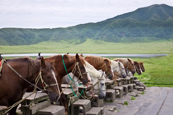 Row of horses at meadow