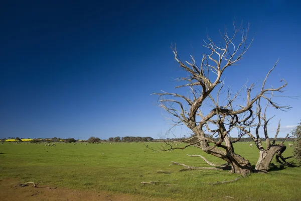 Grass field with bizarre dead tree — Stock Photo, Image