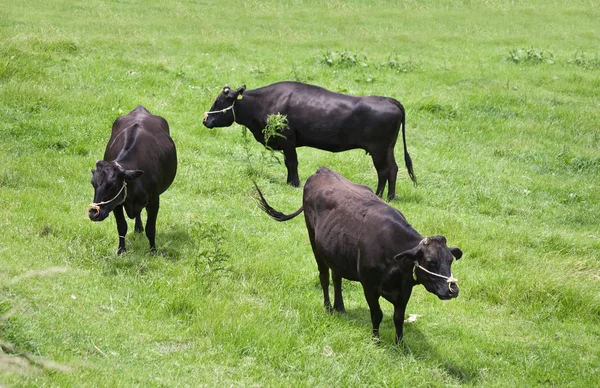 Three shorthorn cattles — 图库照片